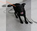 Small Labrador Retriever Mix