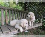 Small Photo #28 Golden Retriever Puppy For Sale in MILLVILLE, MA, USA