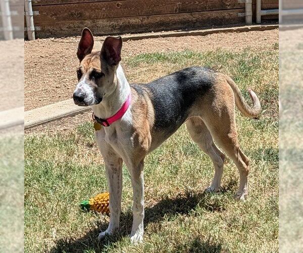 Medium Photo #2 Great Dane-Unknown Mix Puppy For Sale in Plano, TX, USA