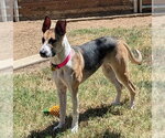 Small #1 Great Dane Mix