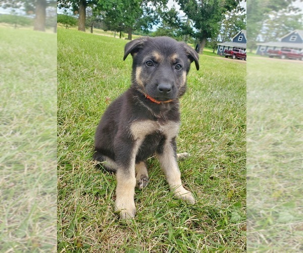Medium Photo #1 German Shepherd Dog Puppy For Sale in LONG PRAIRIE, MN, USA