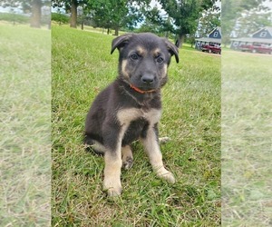 German Shepherd Dog Puppy for sale in LONG PRAIRIE, MN, USA
