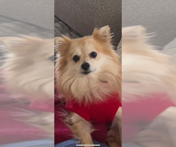 Medium Photo #4 Pomeranian Puppy For Sale in Fort Wayne, IN, USA