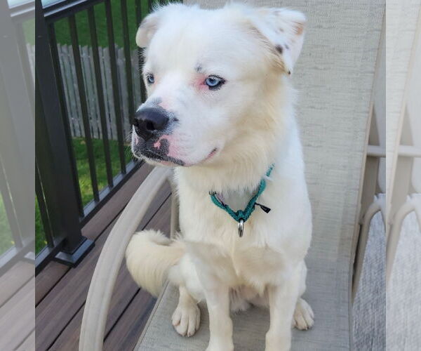 Medium Photo #14 Great Pyrenees-Unknown Mix Puppy For Sale in Fargo, ND, USA