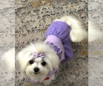 Small Maltese