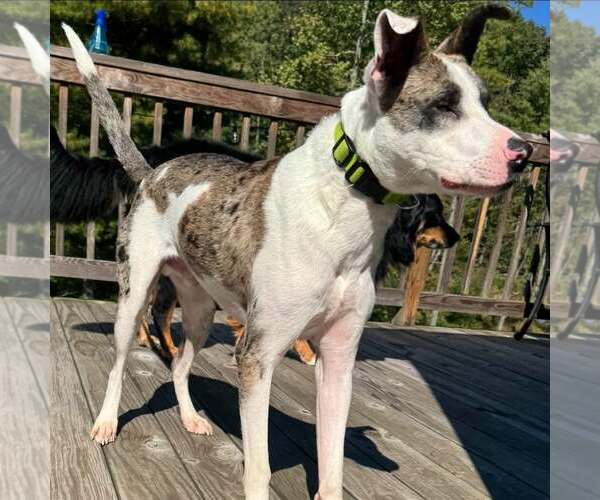 Medium Photo #1 Catahoula Leopard Dog-Unknown Mix Puppy For Sale in New Oxford , PA, USA