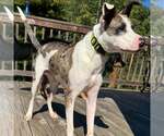 Gargoyle - Male Catahoula Leopard Dog-Unknown Mix Dog for Adoption - Small photo