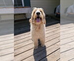 Small #1 Poodle (Standard) Mix