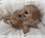Small Photo #9 Goldendoodle Puppy For Sale in COLORADO SPRINGS, CO, USA