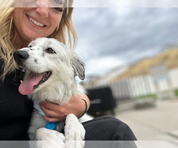 Medium Photo #10 Australian Shepherd-Unknown Mix Puppy For Sale in Sandy, UT, USA