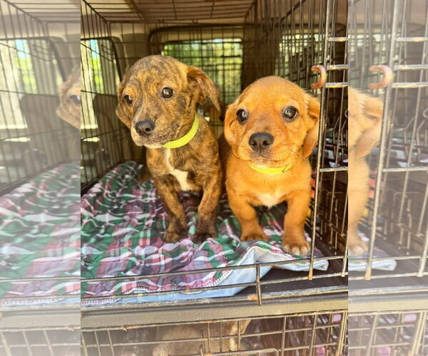 Medium Photo #2 Dachshund-Unknown Mix Puppy For Sale in New London, WI, USA