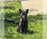Small #5 Belgian Malinois-Dutch Shepherd Dog Mix