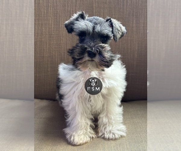 Medium Photo #5 Schnauzer (Miniature) Puppy For Sale in KISSIMMEE, FL, USA