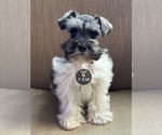 Small #4 Schnauzer (Miniature)