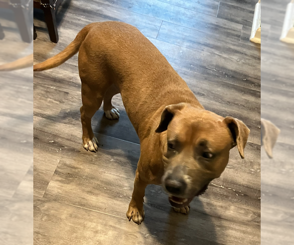 Medium Photo #8 Black Mouth Cur-Unknown Mix Puppy For Sale in Decatur, GA, USA