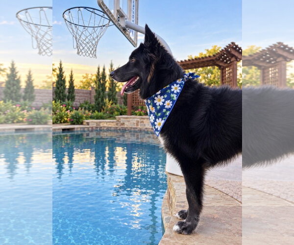 Medium Photo #4 Border Collie-Unknown Mix Puppy For Sale in Euless, TX, USA
