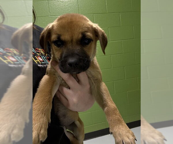Medium Photo #1 Catahoula Leopard Dog-Unknown Mix Puppy For Sale in Temple, TX, USA