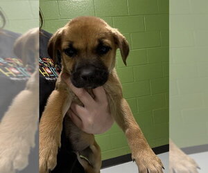 Catahoula Leopard Dog-Unknown Mix Dogs for adoption in Temple, TX, USA