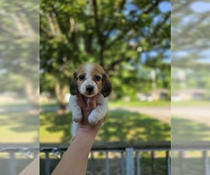 Dachshund Puppy for sale in INDIANAPOLIS, IN, USA
