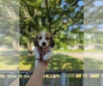 Small Dachshund