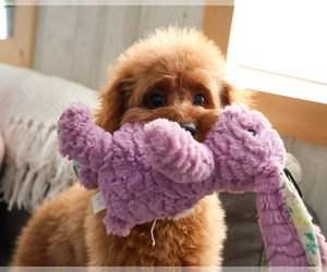 Cavapoo (Miniature) Puppy for sale in SYRACUSE, IN, USA