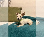 Small #6 Chihuahua Mix