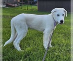 Small #2 Great Pyrenees Mix
