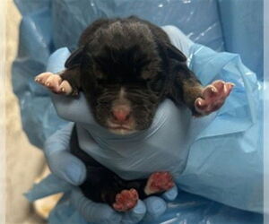 Rottweiler-Unknown Mix Dogs for adoption in San Bernardino, CA, USA