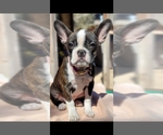Small Photo #9 Faux Frenchbo Bulldog Puppy For Sale in SAN ANTONIO, TX, USA