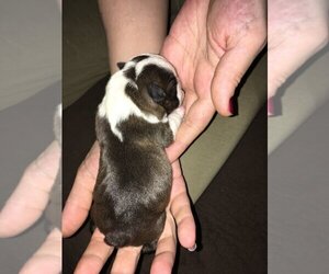 Boston Terrier Puppy for Sale in EATON, Ohio USA
