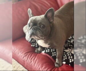 French Bulldog Dogs for adoption in Brights Grove, Ontario, Canada