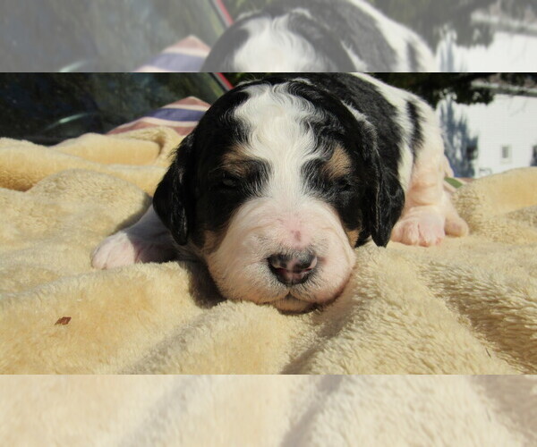 Medium Photo #5 Bernedoodle Puppy For Sale in BIG ROCK, IL, USA
