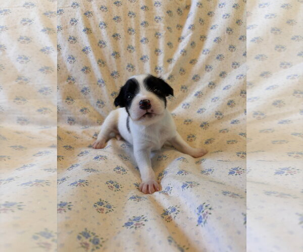 Medium Photo #4 Mutt Puppy For Sale in Pacolet, SC, USA