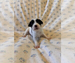 Earl Jul 26 - An Annie Pup - Male Mutt Dog for Adoption - Photo #4