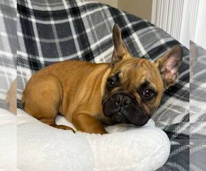 French Bulldog Puppy for sale in REDMOND, WA, USA