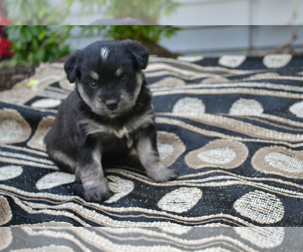 Medium Photo #1 Alaskan Klee Kai-Pomeranian Mix Puppy For Sale in GREENWOOD, WI, USA