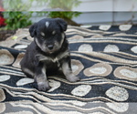 Small Alaskan Klee Kai-Pomeranian Mix
