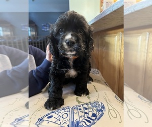 Cocker Spaniel Puppy for sale in ROSSVILLE, IN, USA