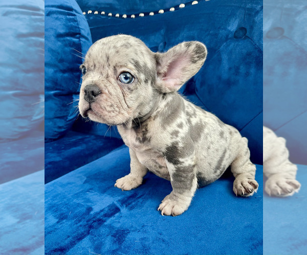 Medium Photo #55 French Bulldog Puppy For Sale in SCREVEN, GA, USA