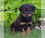 Small Photo #4 Rottweiler Puppy For Sale in MANHEIM, PA, USA