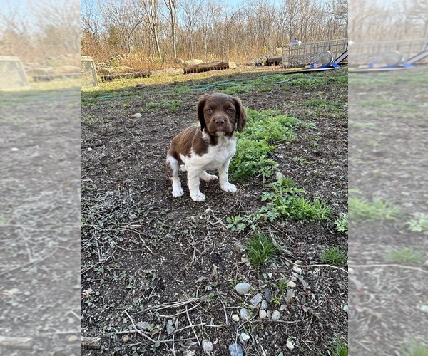 Medium Photo #1 Brittany Puppy For Sale in REHOBOTH, MA, USA