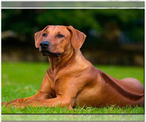 Rhodesian Ridgeback Puppy for sale in CANYON COUNTRY, CA, USA