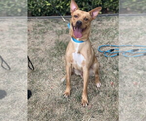 Linus - Male Labrador Retriever-Unknown Mix Dog for Adoption - Photo #5