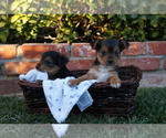 Small Photo #11 Yorkshire Terrier Puppy For Sale in ESCONDIDO, CA, USA
