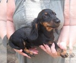 Small #1 Dachshund
