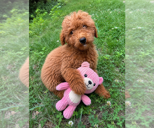 Goldendoodle mix (+ Poodle Miniature) Puppy for sale in DURHAM, CT, USA