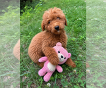 Image preview for Ad Listing. Nickname: MGDs puppies