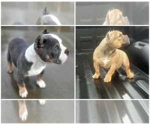 American Bully-English Bulldog Mix Puppy for sale in VICTORVILLE, CA, USA