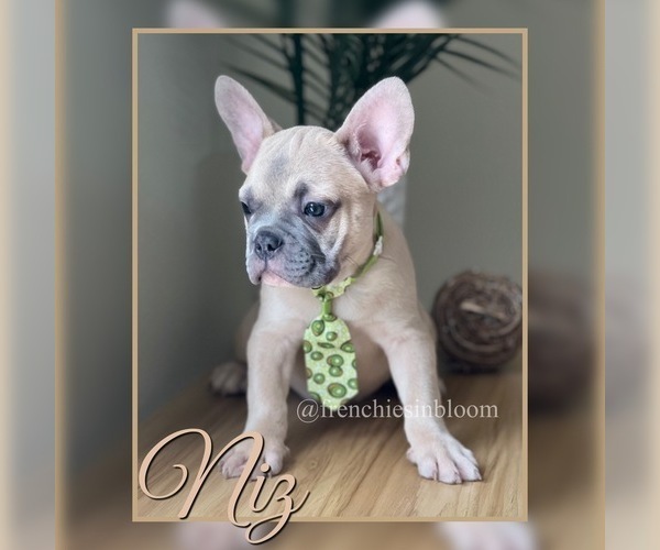 Medium Photo #4 French Bulldog Puppy For Sale in PALM BAY, FL, USA
