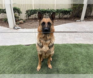 German Shepherd Dog Dogs for adoption in Corona, CA, USA